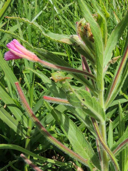 Epilobium hirsutum in Kenya photo © by Michael Plagens