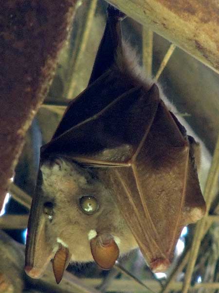 Epauletted Fruit Bat, Epomophorus wahlbergi, photo © by Michael Plagens