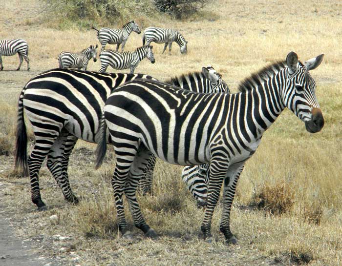 Plains Zebra, Equus quagga burchelli photo © by Michael Plagens