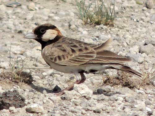 Fischer's Sparrow-Lark male, Eremopterix leucopareia, photo © by Michael Plagens