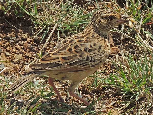 Fischer's Sparrow-Lark female, Eremopterix leucopareia, photo © by Michael Plagens