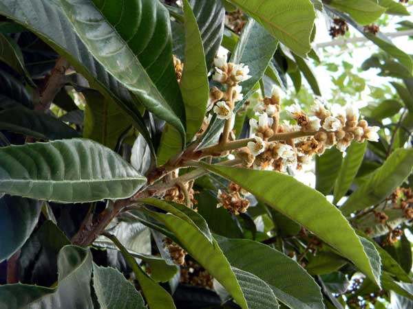 Loquat, Eriobotrya japonica, a garden tree grown for its sweet fruit, Kenya, photo © by Michael Plagens