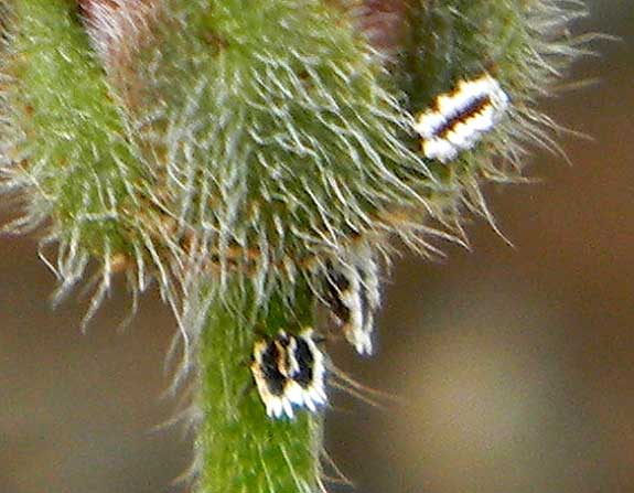 an unknown species of scale insect, possibly an Eriococcid, Kenya. Photo © by Michael Plagens