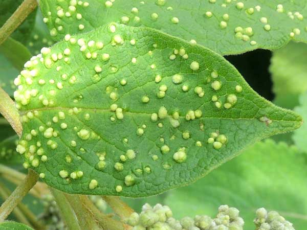 Eriophyidae mites on Cordia, Boraginaceae, Kenya. Photo © by Michael Plagens