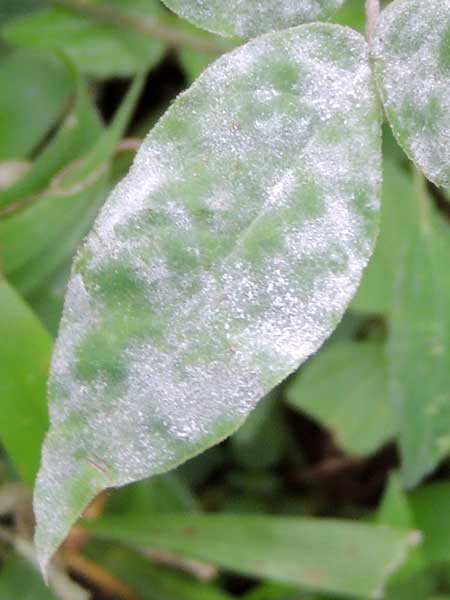 a leaf fungus of Senna occidentalis in Kenya. Photo © by Michael Plagens