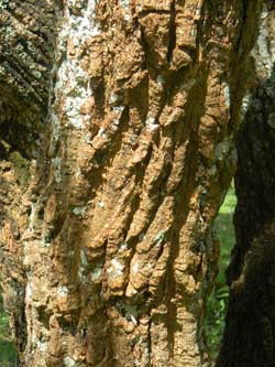 Deeply fissured bark of Coral Bean, Erythrina abyssinica, Kitale, Kenya, photo © by Michael Plagens