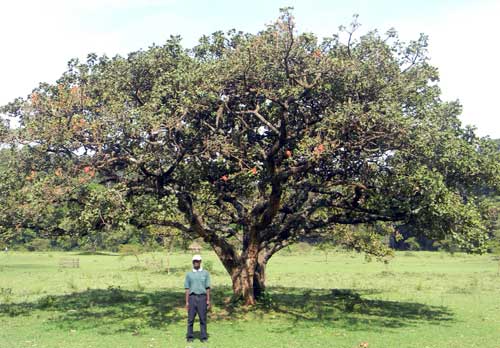 Coral Bean, Erythrina abyssinica, with broad crown, Kitale, Kenya, photo © by Michael Plagens