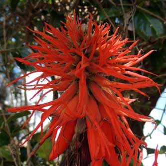 clusters of lipstick-red flowers of Coral Bean, Erythrina abyssinica, Eldoret, Kenya, photo © by Michael Plagens