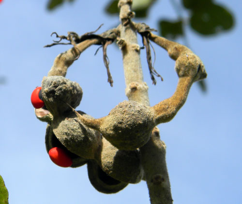 Pods of Coral Bean, Erythrina abyssinica, Kitale, Kenya, photo © by Michael Plagens