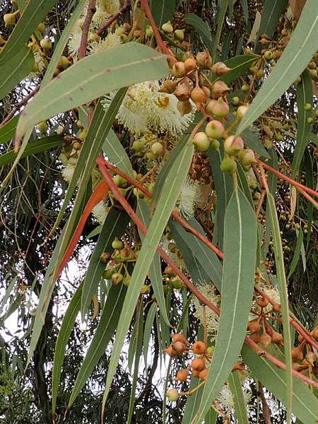 Eucalyptus paniculata, Kenya, photo © by Michael Plagens