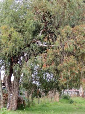 habit of Eucalyptus paniculata photo © Michael Plagens