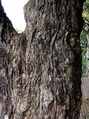 trunk and bark of Eucalyptus paniculata photo © Michael Plagens