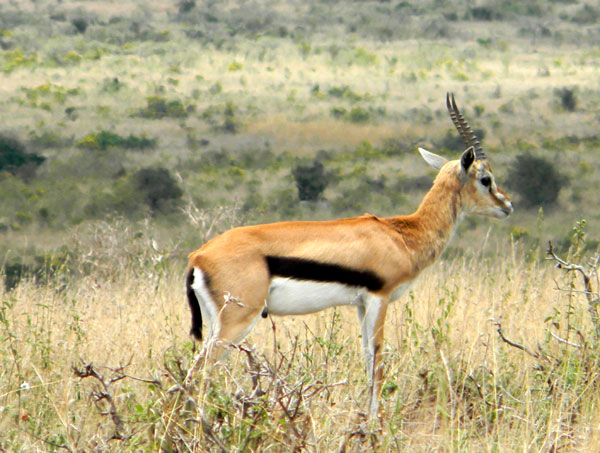 Thompson's Gazelle, Eudorcas thomsonii, photo © by Michael Plagens