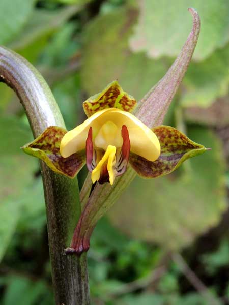 Eulophia streptopetala, in Kenya, photo © by Michael Plagens