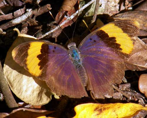 a gold banded forester, Euphaedra neophron, from Watamu, Kenya, Jan. 2012. Photo © by Michael Plagens