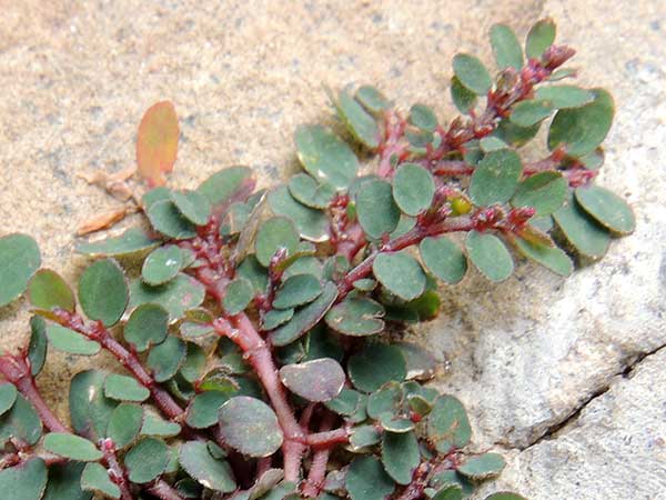 Prostrate spurge sand mat, Euphorbia, photo © by Michael Plagens