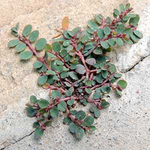 Prostrate spurge sand mat, Euphorbia, photo © by Michael Plagens