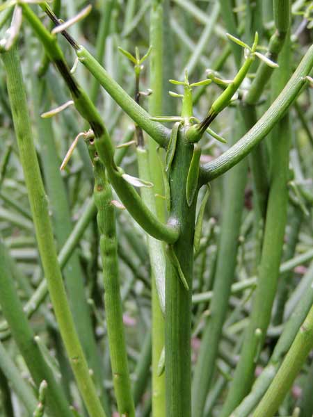 Firestick Plant, Euphorbia tirucalli, photo © by Michael Plagens