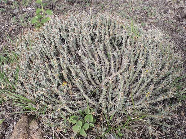 Euphorbia uhligiana, photo © by Michael Plagens