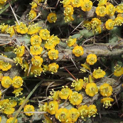 Euphorbia uhligiana, photo © by Michael Plagens