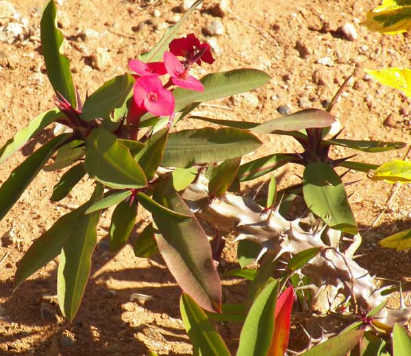 Crown-of-Thorns, Euphorbia milii,  Kenya; photo © by Michael Plagens