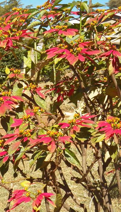 Poinsettia, Euphorbia pulcherrima,  Kenya; photo © by Michael Plagens