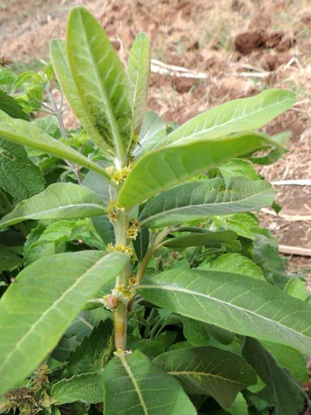 a Euphorbiaceae, probably Clutia abyssinica, photo © by Michael Plagens
