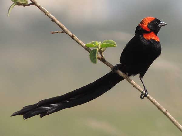 Red-collared Widowbird, Euplectes ardens, photo © by Michael Plagens