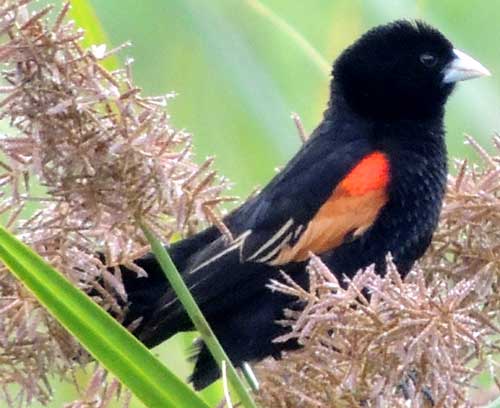 Fan-tailed Widowbird, Euplectes axillaris, photo © by Michael Plagens