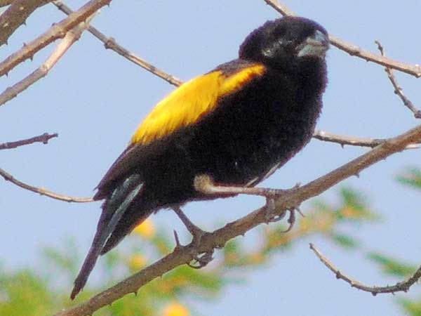 Yellow Bishop, Euplectes capensis, photo © by Michael Plagens