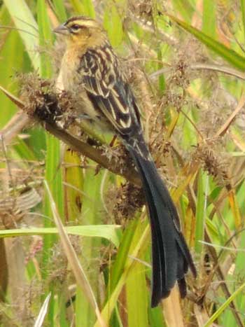 Jackson's Widowbird, Euplectes axillaris, photo © by Michael Plagens