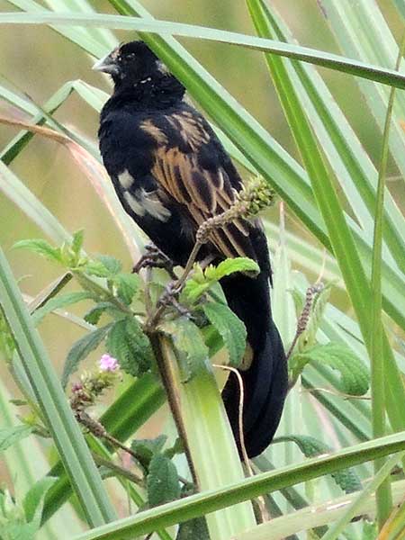 Jackson's Widowbird, Euplectes jacksoni, photo © by Michael Plagens