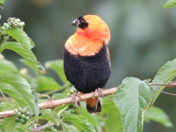 Southern Red Bishop, Euplectes orix, photo © by Michael Plagens