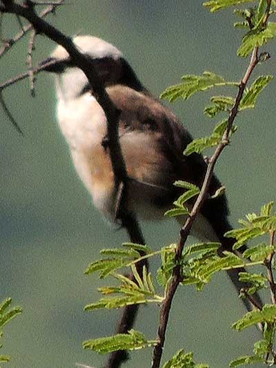 Northern White-crowned Shrike, Eurocephalus rueppelli, photo © by Michael Plagens