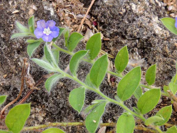 dwarf morning-glory, Evolvulus alsinoides, from Kenya, photo © by Michael Plagens