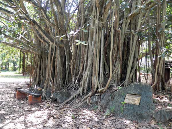 Indian Banyan, Ficus benghalensis,  Mombasa, Kenya, photo © by Michael Plagens