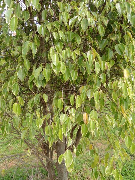 Ficus benjamina, Eldoret, Kenya, photo © by Michael Plagens
