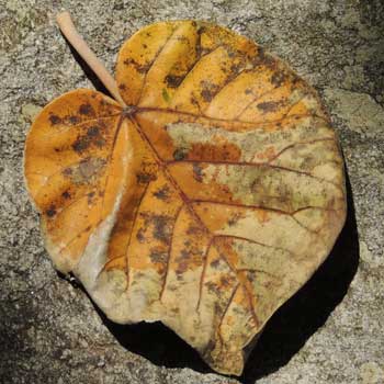 Ficus sycomorus, a large fruit-bearing, Kenya, photo © by Michael Plagens