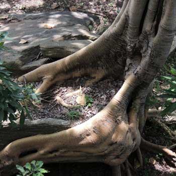 Ficus sycomorus, a large fruit-bearing, Kenya, photo © by Michael Plagens