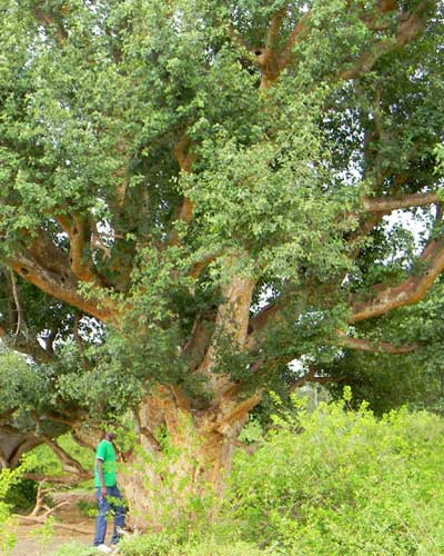 Ficus sycomorus, a large fruit-bearing, Kenya, photo © by Michael Plagens