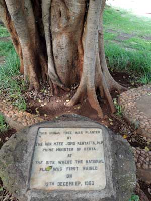 a root of Ficus thonningii has reached the soil and might eventually overtake the host, Kenya, photo © by Michael Plagens