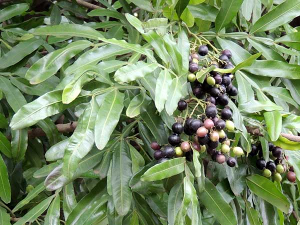 Fern-Leaf Tree, Filicium decipiens, Kenya, photo © by Michael Plagens