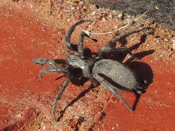 a house inhabiting spider, Filistatidae, from Eldoret, Kenya. Photo © by Michael Plagens