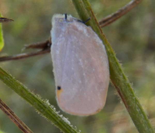 a plant hopper, family flatidae, from Eldoret, Kenya. Photo © by Michael Plagens