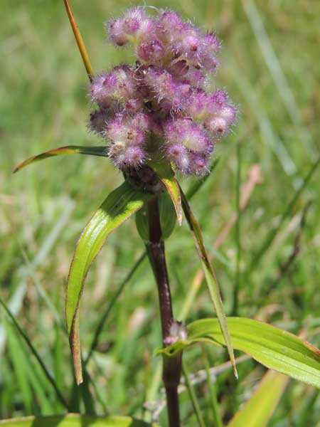 wetlands plant Floscopa glomerata from Rift Valley, Kenya, photo © by Michael Plagens