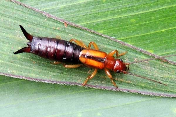 an earwig, Forficulidae, from Eldoret, Kenya. Photo © by Michael Plagens