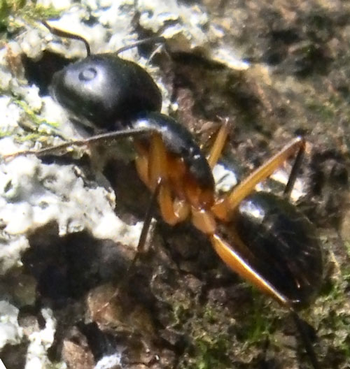 a 4 mm long ant from Kitale, Kenya, April 2011. Photo © by Michael Plagens