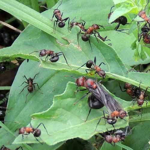 winged, alate Myrmicaria ants protected by workers, Kenya, Dec. 2015. Photo © by Michael Plagens