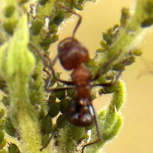 several Myrmicaria ants protect and tend a group of Conyza Aphids, Kenya, January 2012. Photo © by Michael Plagens