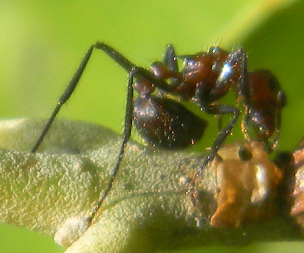 a Myrmicaria ant inspects an armored scale, Kitale Kenya, April 2011. Photo © by Michael Plagens